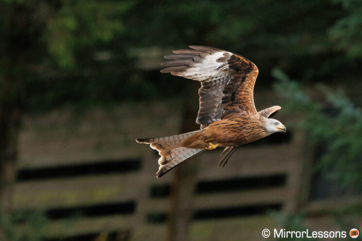 Red kite in flight, with hide and a tree in the background.